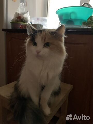 Кошка собеседница