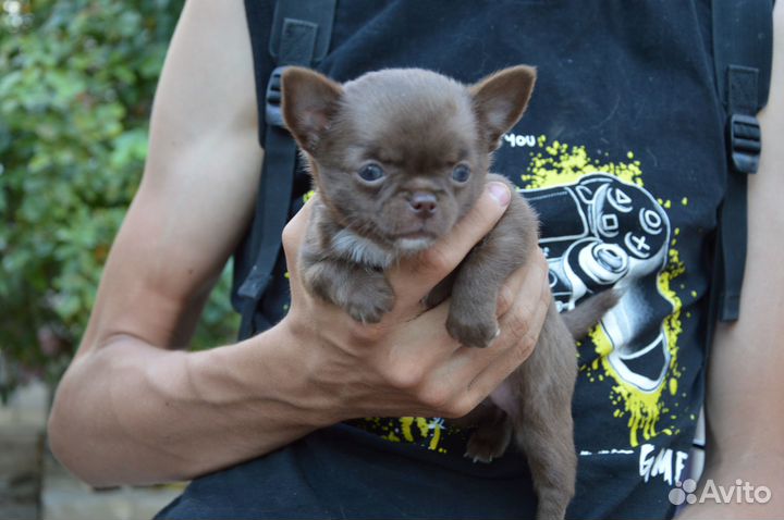 Чихуахуа девочка