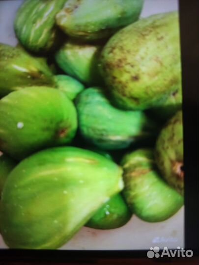 Инжир плоды, саженцы