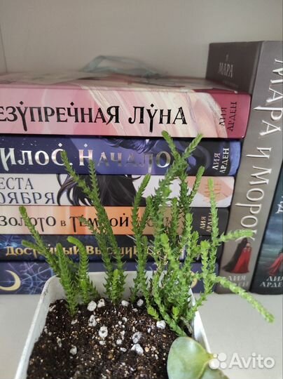 Цветы.Суккуленты