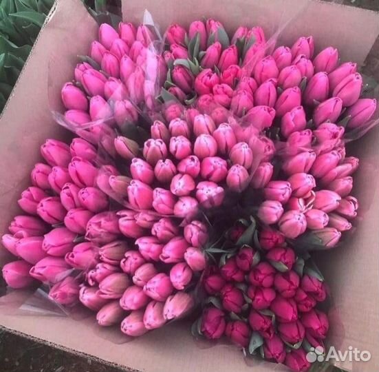 Тюльпаны оптом / Тюльпаны на 8 марта