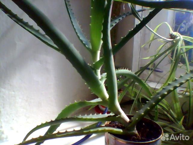 Лечебное алоэ