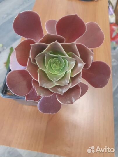 Суккуленты 1