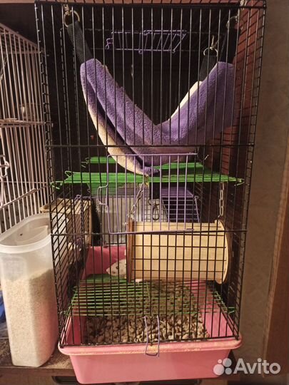 Крысы бесплатно