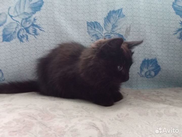 Малышка в дар