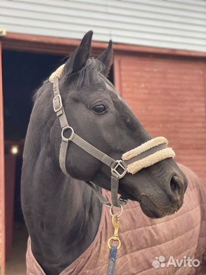 Тракененский жеребец