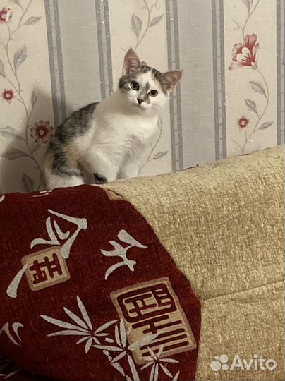 Кошечка Пятнашка