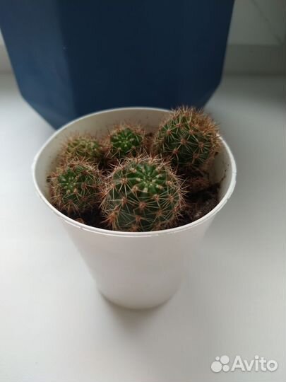 Комнатные цветы.Кактусы.Суккуленты