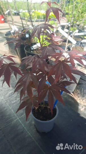 Японский клен красный атропурпуреум и другие