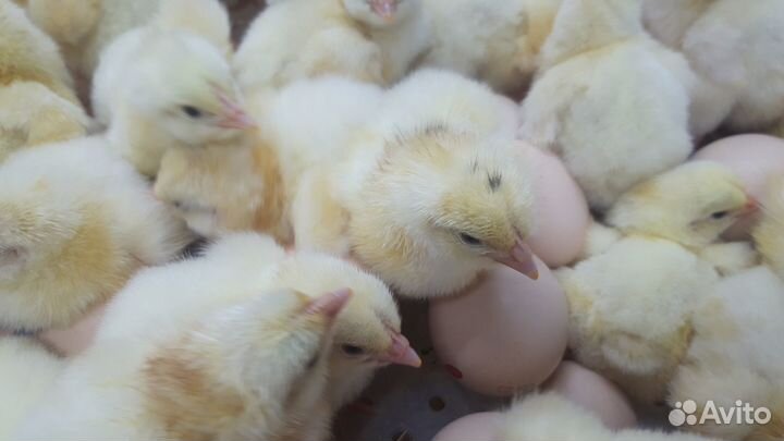 Суточные и подрощенные Бройлеры на Август-Октябрь