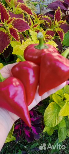 Семена сладкого перца коллекционные