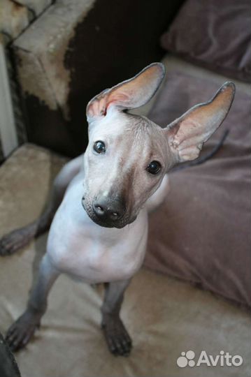 Щенки ксолоитцкуинтли, Ксоло, голая мексиканская