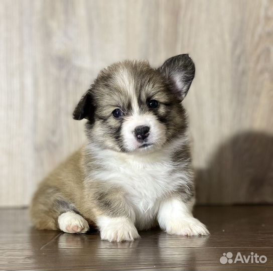 Щенки корги Питомник Алмакс Старс
