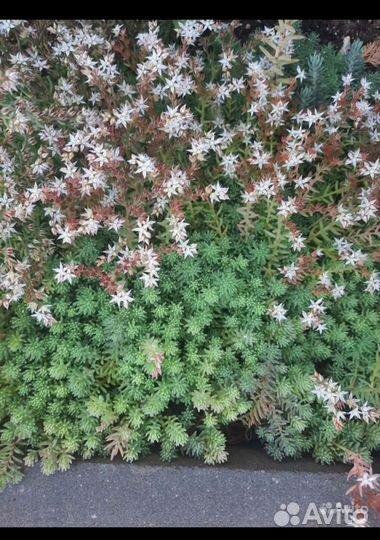 Очиток (sedum),каменная роза,гвоздика перистая