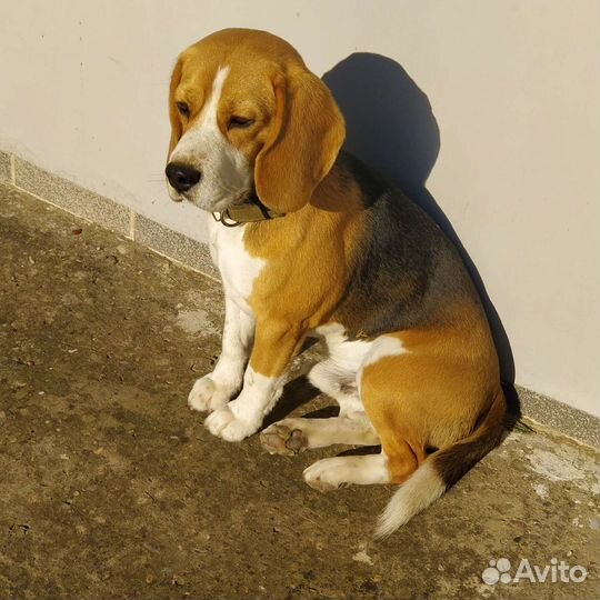 Бигль кобель вязка