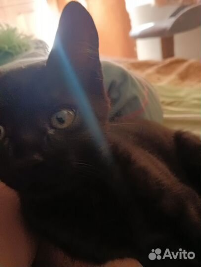 Котик три мес