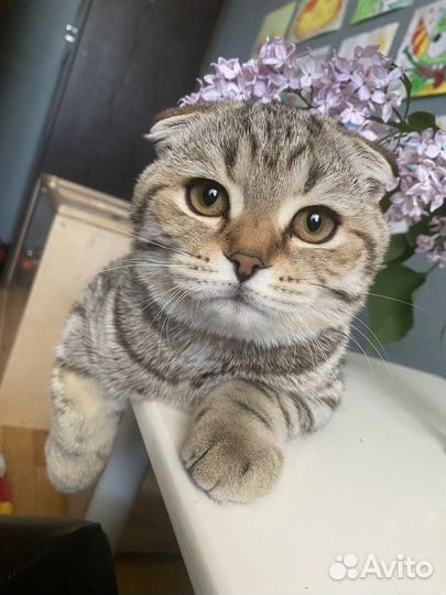 Шотландский котик 7 мес