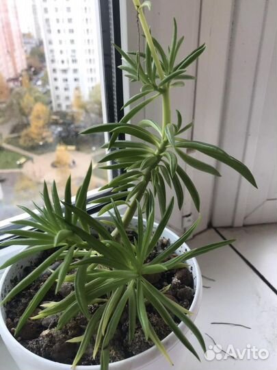 Суккуленты