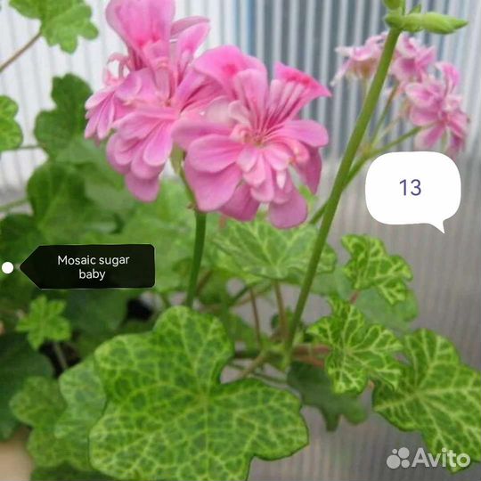 Ампельная пеларгония (герань)