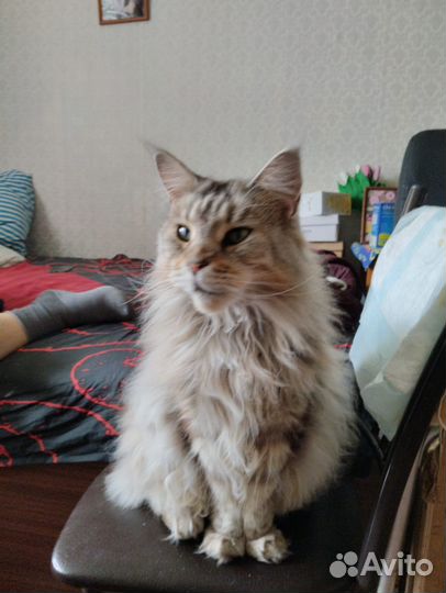 Отдам в добрые руки