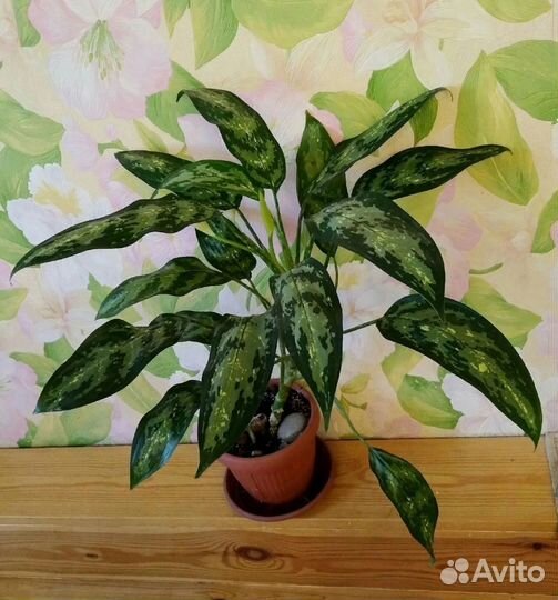 Аглоанема переменчивая