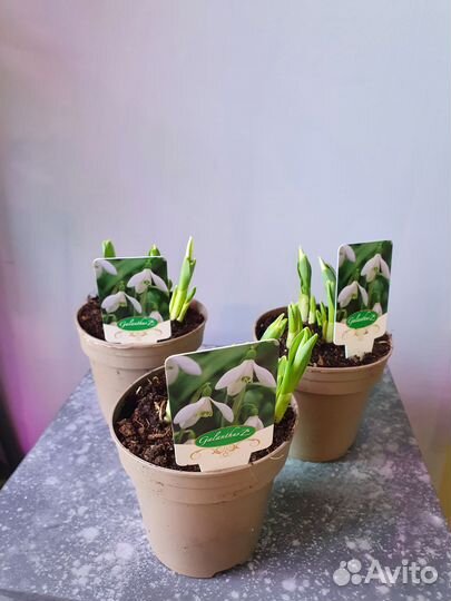 Белые подснежники