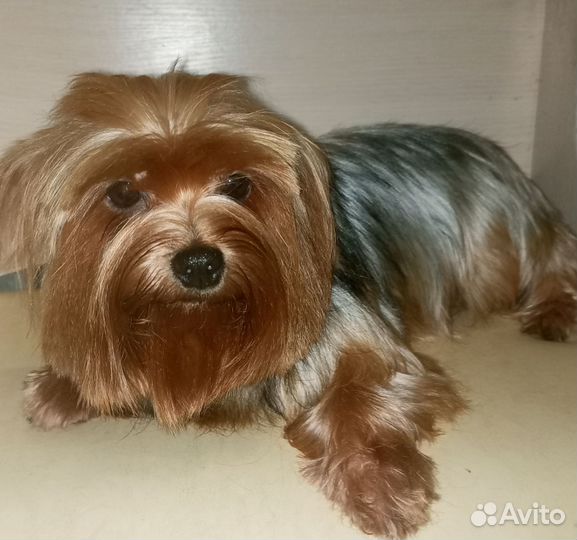 Йоркширский терьер