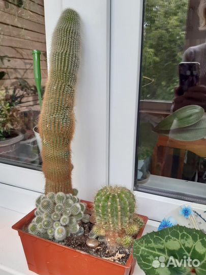 Кактусы композиция