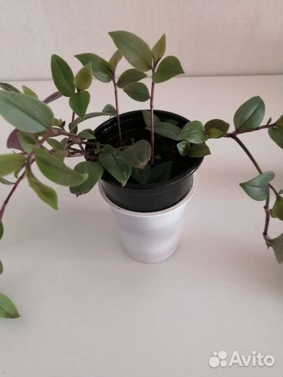 Традесканция приречная