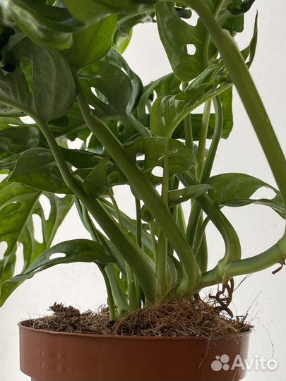 Монстера манки маск Monstera Monkey Mask