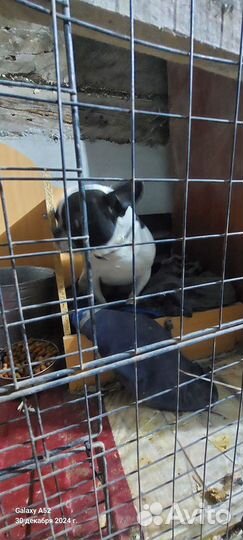 Французский комнатный бульдог