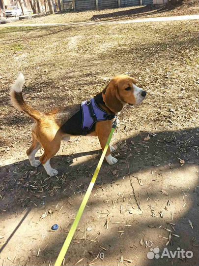 Бигль вязка