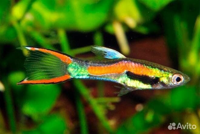 Мальки Гуппи Эндлера