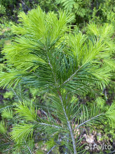 Пихтовый веник банный