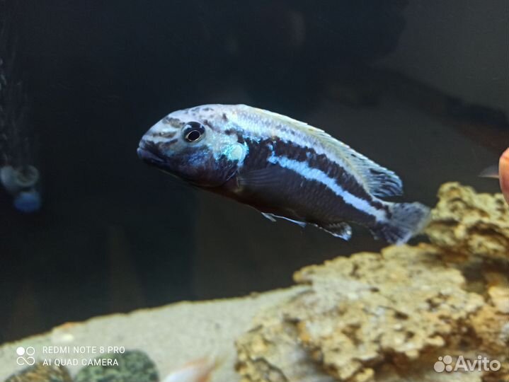 Продам малавийских цихлид