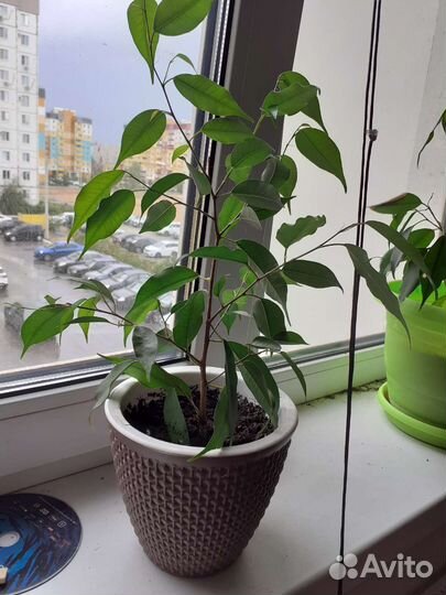 Комнатные растения