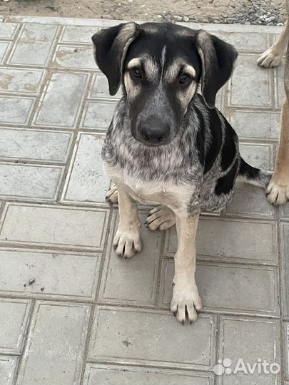 Собака в добрые руки