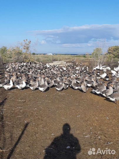 Гусята.утята.бройлер