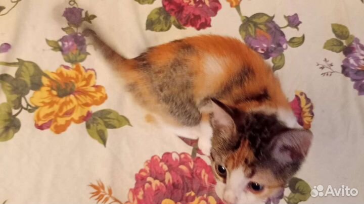 Красивые котята