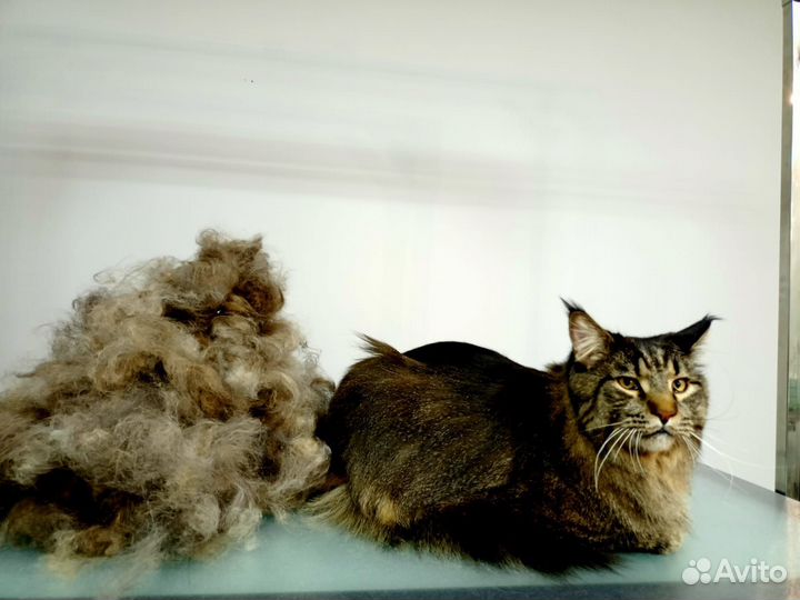 Стрижка собак и кошек, груминг обучение