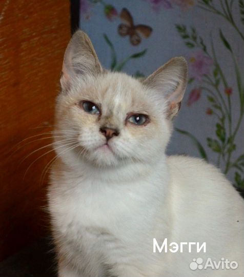 Мы очень хотим стать домашними