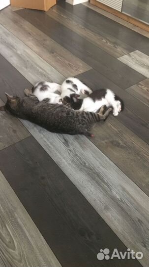 Отдам котенка в добрые руки