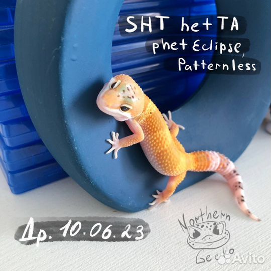 Эублефар леопардовый геккон