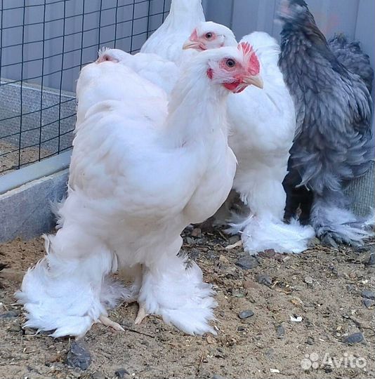 Продам петушков