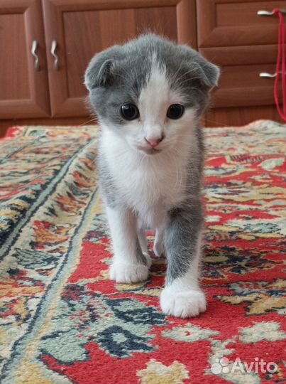 Котята в добрые руки бесплатно