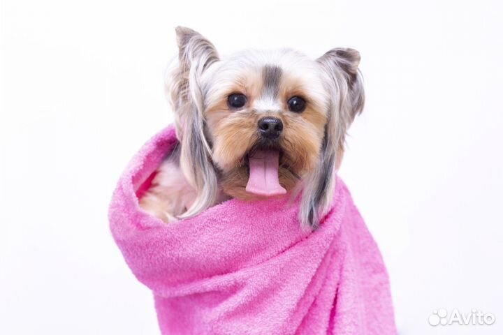 Стрижка собак Стрижка кошек Вычес