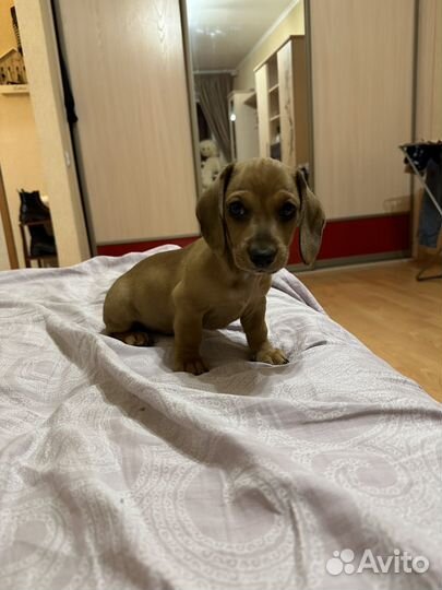 Такса 2 месяца