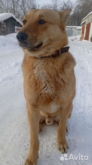 Собака