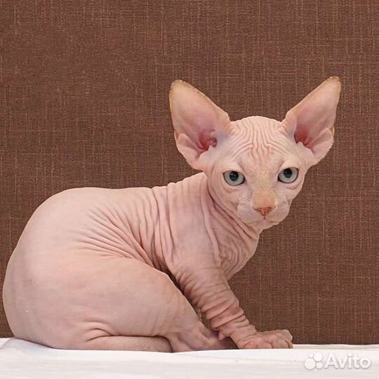 Канадский сфинкс, эльф, двэльф, бамбино