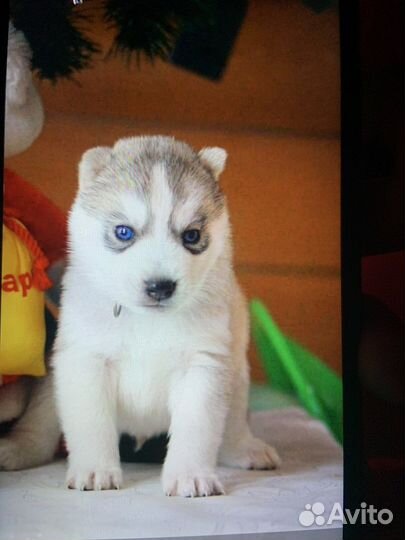 Хаски вязка